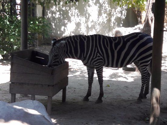 Zoologico de Barranquilla